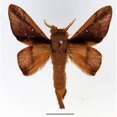 /filer/webapps/moths/media/images/D/deceptrix_Apatelopteryx_AM_Basquin_01.jpg