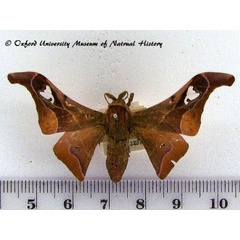 /filer/webapps/moths/media/images/S/smilax_Holocerina_AM_OUMNH_01.jpg