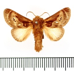/filer/webapps/moths/media/images/H/habenichti_Ctenolita_AM_BMNH.jpg