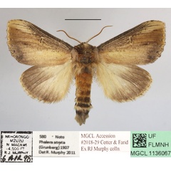 /filer/webapps/moths/media/images/L/lungu_Antheua_A_MGCLa_01.JPG