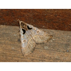 /filer/webapps/moths/media/images/V/vausema_Arsina_A_Roland_01.jpg