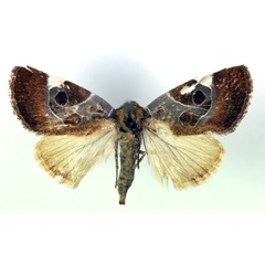 /filer/webapps/moths/media/images/G/goodi_Westermannia_A_RMCA.jpg