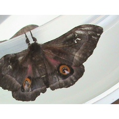 /filer/webapps/moths/media/images/H/hansalii_Ludia_A_Guyonnet.jpg