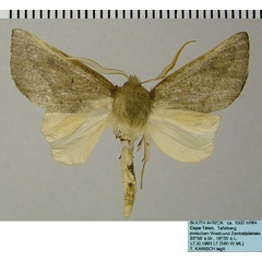 /filer/webapps/moths/media/images/C/crinita_Acrasia_AM_ZSM.jpg