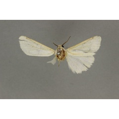 /filer/webapps/moths/media/images/N/nivea_Amsacta_HT_BMNH.jpg
