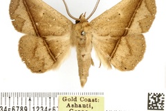 Ugia straminilinea