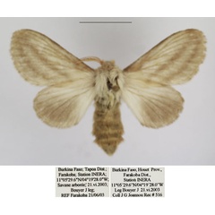 /filer/webapps/moths/media/images/B/bistrigata_Beralade_AF_TMSA.jpg