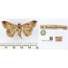 /filer/webapps/moths/media/images/C/congressa_Remigia_HT_BMNH.jpg
