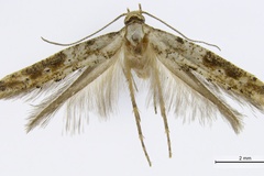 Epermenia larseni