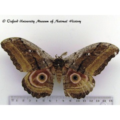 /filer/webapps/moths/media/images/W/westwoodi_Gynanisa_AM_OUMNH_02.jpg