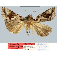 /filer/webapps/moths/media/images/P/petraea_Trichoplusia_HT_MNHN.jpg