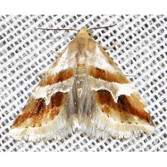 /filer/webapps/moths/media/images/O/ornatula_Eublemma_A_Braun_09.jpg