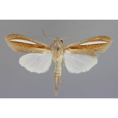 /filer/webapps/moths/media/images/H/hutchinsoni_Cucullia_A_RMCA_01.jpg