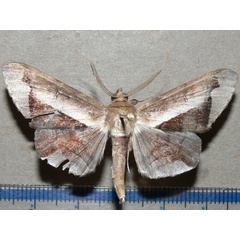 /filer/webapps/moths/media/images/P/partita_Gorua_A_Goff_01.jpg