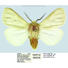 /filer/webapps/moths/media/images/O/ochthoeba_Tamsita_AM_ANHRT.jpg