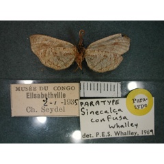 /filer/webapps/moths/media/images/C/confusa_Sinecalca_PT_RMCA_02.jpg