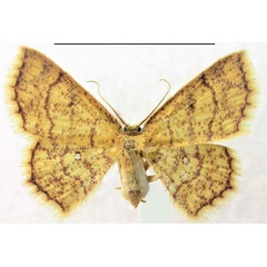 /filer/webapps/moths/media/images/L/laccadivica_Chrysocraspeda_PTF_Fischera.jpg