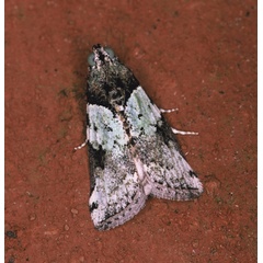 /filer/webapps/moths/media/images/V/viridella_Gaana_A_Roland_01_iN53JdZ.jpg