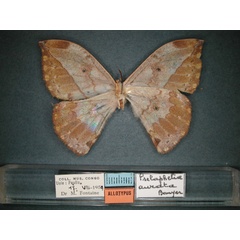 /filer/webapps/moths/media/images/A/aurata_Pselaphelia_AT_RMCA_02.jpg