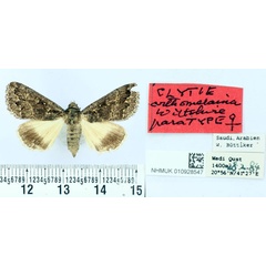 /filer/webapps/moths/media/images/O/orthomelaina_Clytie_PTF_BMNH.jpg