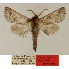 /filer/webapps/moths/media/images/P/punctana_Teragra_HT_TMSA_UNq8o39.jpg