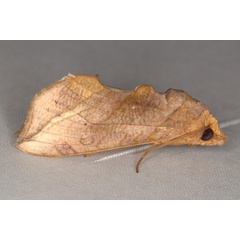 /filer/webapps/moths/media/images/T/triobliqua_Oraesia_A_Heyns_01.jpg