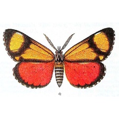 /filer/webapps/moths/media/images/Z/zebra_Phaegorista_HT_Butler_43-4.jpg