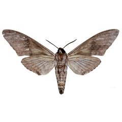 /filer/webapps/moths/media/images/S/stroehlei_Macropoliana_HT_EMEMb.jpg