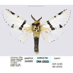 /filer/webapps/moths/media/images/M/marshalli_Cerurina_AM_ANHRT_03.jpg