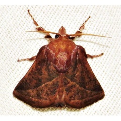 /filer/webapps/moths/media/images/P/perobliqua_Brachypecta_A_Braun_03.jpg