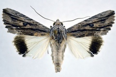 Lyncestis mimica