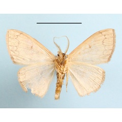 /filer/webapps/moths/media/images/N/nitidata_Epicosymbia_A_MGCLb_01.jpg