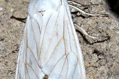 Ustjuzhania lineata