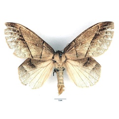 /filer/webapps/moths/media/images/G/grisea_Philotherma_AF_Basquin_02_uSF5539.jpg