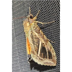 /filer/webapps/moths/media/images/M/materna_Eudocima_A_Szabolcs_02.jpg
