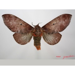 /filer/webapps/moths/media/images/P/parinarii_Gastroplakaeis_AF_Alberta_01.jpg