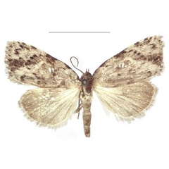 /filer/webapps/moths/media/images/P/pindura_Ezishnola_HT_RMNH.jpg