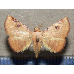 /filer/webapps/moths/media/images/C/carneotincta_Eublemma_A_Goff.jpg