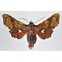/filer/webapps/moths/media/images/M/magnifica_Dysodia_AM_NHMO.jpg