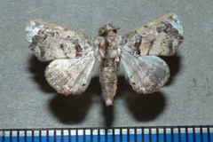 Eutelia leighi
