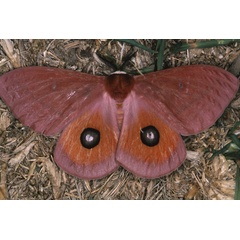 /filer/webapps/moths/media/images/P/pygmaea_Rohaniella_A_Roland_05.jpg
