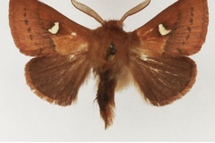 Eupagopteryx affinis