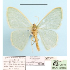 /filer/webapps/moths/media/images/T/tenuis_Androzeugma_A_MGCL_01.JPG
