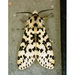 /filer/webapps/moths/media/images/W/whalleyi_Alpenus_A_Roland_01.jpg