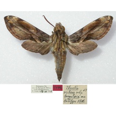/filer/webapps/moths/media/images/M/megalesia_Theretra_HT_MNHN.jpg
