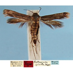 /filer/webapps/moths/media/images/S/syleuta_Eretmocera_HT_SAMC_5HDIU2x.jpg