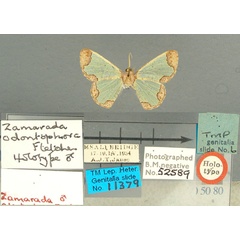/filer/webapps/moths/media/images/O/odontophora_Zamarada_HT_TMSA.jpg