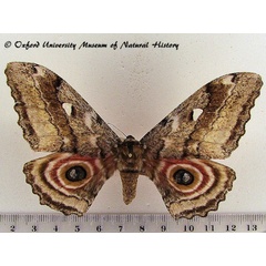 /filer/webapps/moths/media/images/P/probsti_Protogynanisa_AF_OUMNHa_03.jpg