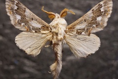 Streblote acaciae