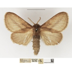 /filer/webapps/moths/media/images/P/pulla_Beralade_AF_NHMUK.jpg